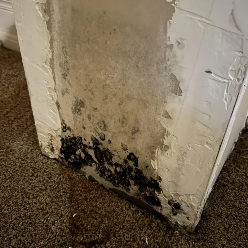 Professional Mold Removal in Bunkerville, NV